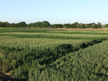 In Davis, strips of alfalfa and wheat-sudangrass rotations were established to compare the effects on a wheat crop planted after both systems. Yields of wheat at different N rates were then compared.