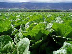 Lettuce in California Central Coast