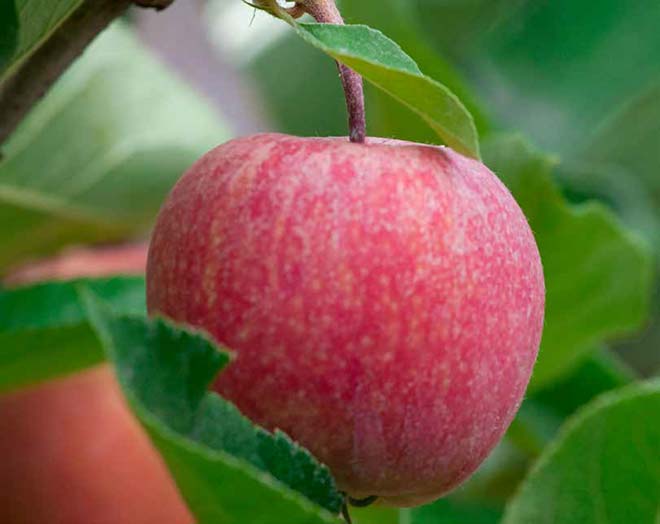 decorative photo of an apple