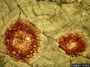 Puccinia rusts. Photo credit: Cesar Calderon, USDA APHIS PPQ. Bugwood.org