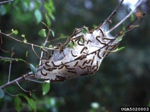 Photo Credit: Pennsylvania Department of Conservation and Natural Resources - Forestry , Bugwood.org