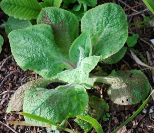Foxglove, Downy Mildew Plant Symptoms