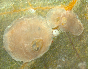 Psuedaonidia trilobitiformis (Green)