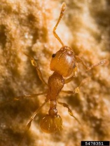 Little Fire Ant: Eli Sarnat, PIAkey: Invasive Ants of the Pacific Islands, USDA APHIS ITP, Bugwood.org