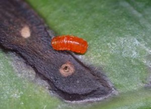 Horidiplosis ficifolii: an ornamental fig pest