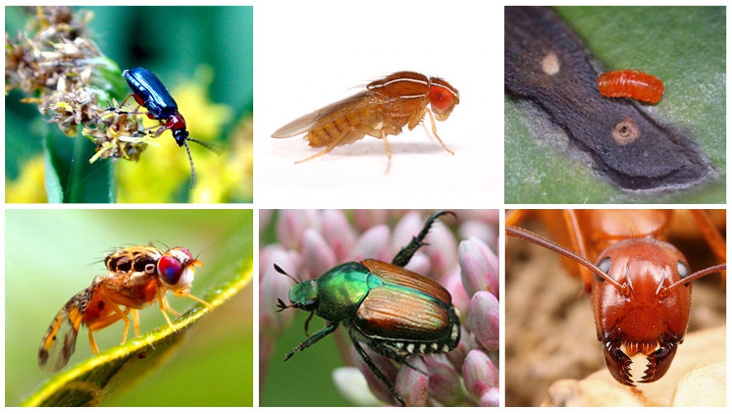 Insects and Mites Banner