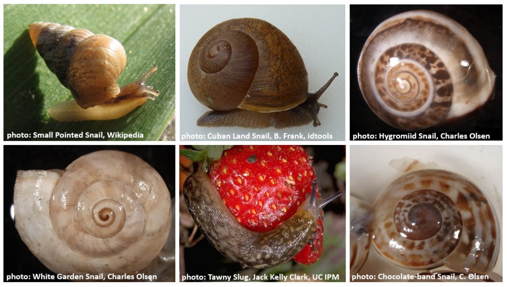 snails and slugs featured image