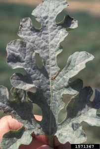 Watermelon leaf showing an even distribution of powdery mildew (Podosphaera xanthii) over the entire leaf surface. June 1995 Photo by Gerald Holmes, California Polytechnic State University at San Luis Obispo, Bugwood.org