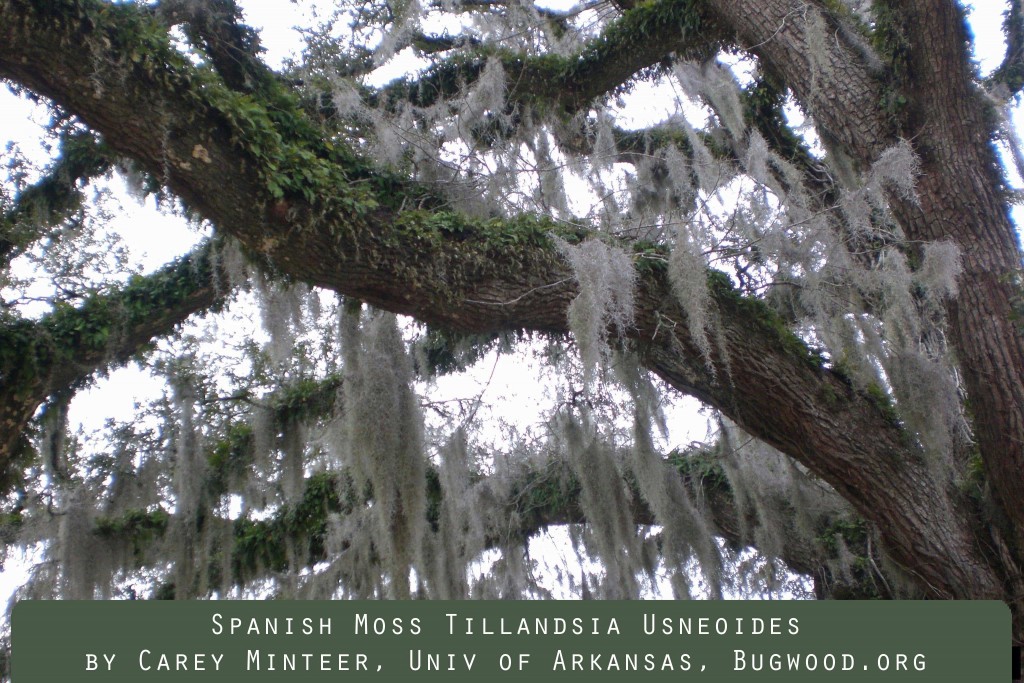 Spanish Moss