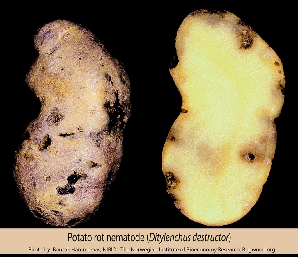 potato rot nematode