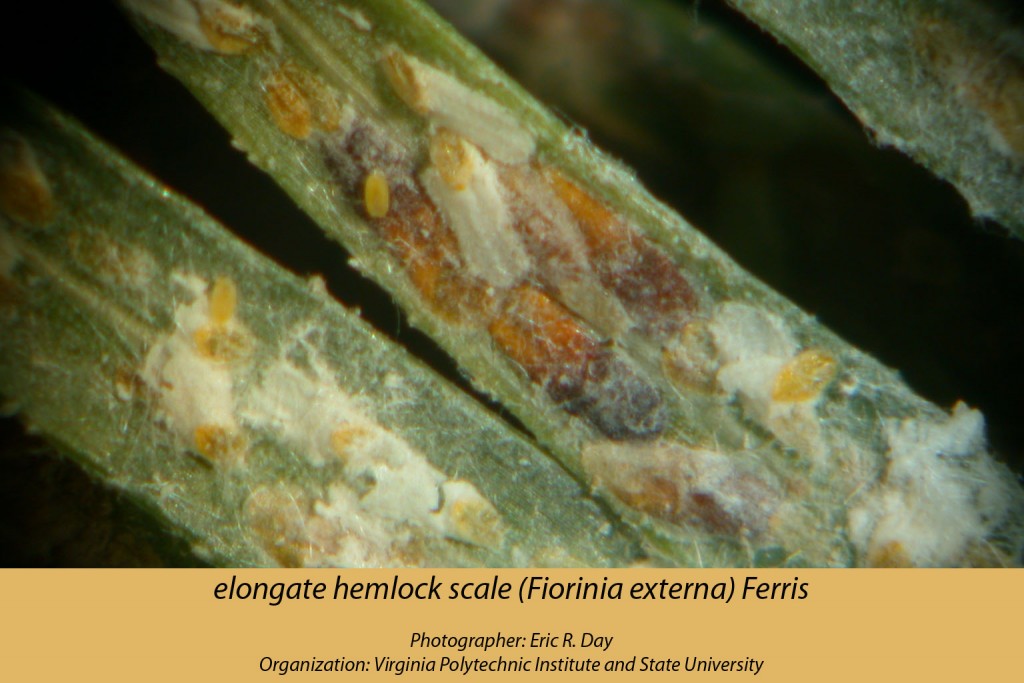 1122010-ElongateHemlockScale-byEricDay-VirginiaPolytech-bugwood-web