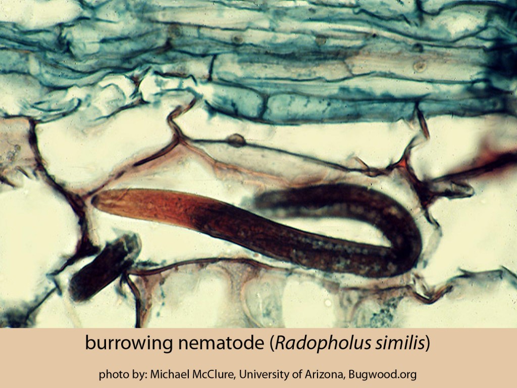 1356104-burrowing-nematode-byMichaelMcClure-Univ-of-Ariz-bugwood