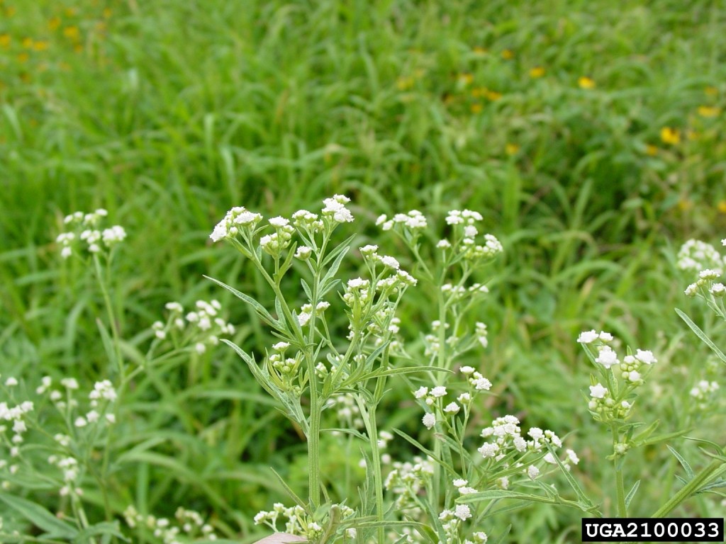 2100033-Parthenium-hysterophorusL_CharlesTBryson-USDA-AgResearchService-Bugwood.org