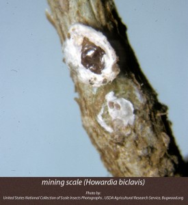 5119004-mining-scale(Howardia-biclavis)