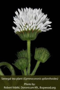 5399455-SenegalTeaPlant-by-Robert-VidekiDoronicumKft-Bugwood
