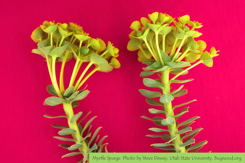 Flower in California