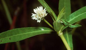white flower with green leaves