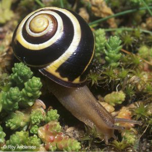 BANDED WOOD SNAIL