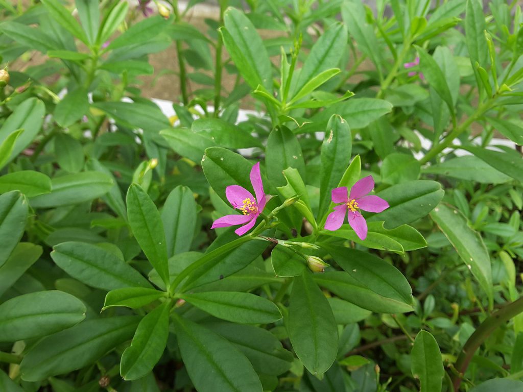 pink flower in green leaves