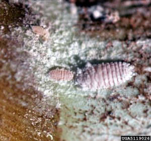 Image of a Gray Sugarcane Mealybug. Click on image for photo citation.