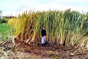 Machurian Wild Rice. Photo credit: National Institute of Water & Atmospheric Research (NIWA), New Zealand