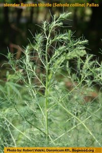 Slender Russian Thistle plant