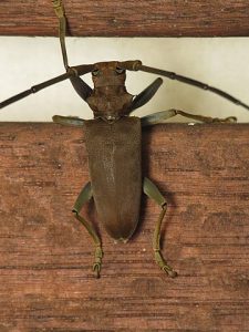 a big longhorned beetle