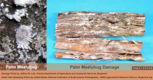 image of Palm Mealybug and its damage