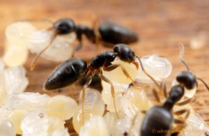 Three White-Footed Ants 