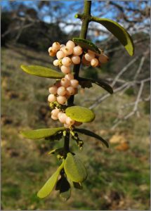 figure 2 Phoradendron serotinum