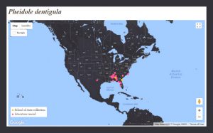 map for Pheidole dentigula distribution