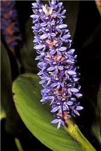 a Pickerelweed plant