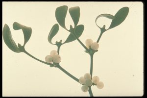 figure 1 Viscum album