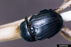 Sugarcane Beetle example