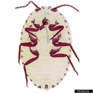 Barber Giant Mealybug or Cockerell