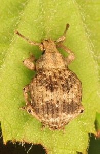 Twobanded Japanese Weevil