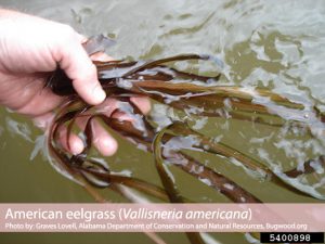 Some American Eelgrass