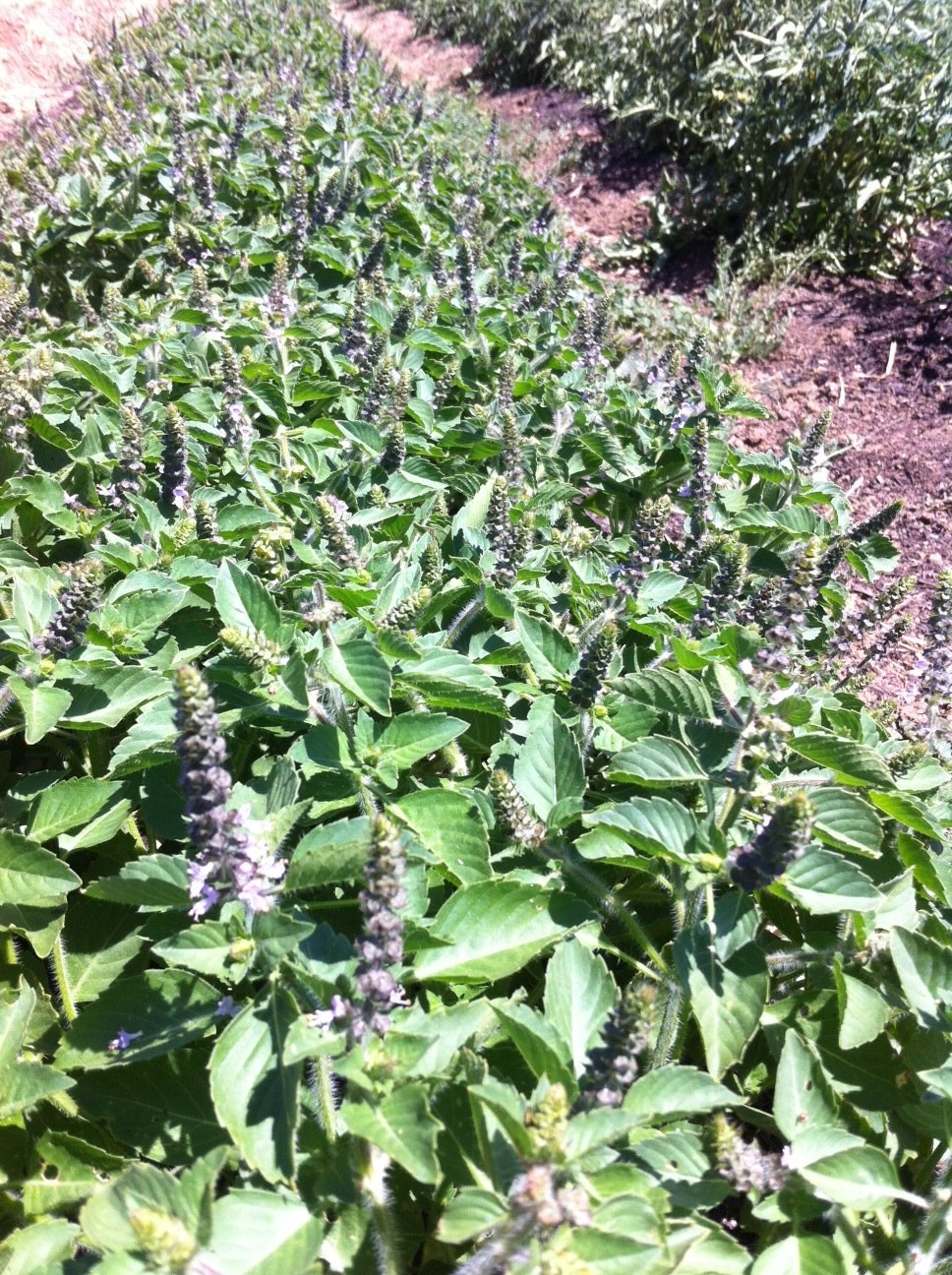 Holy Basil