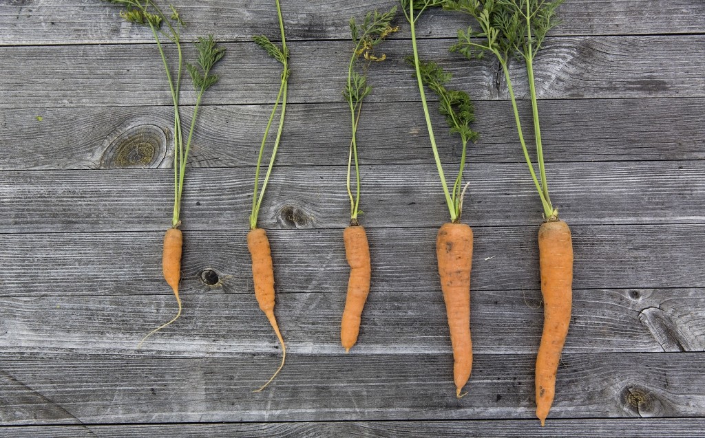 Five carrots growing in length from right to left