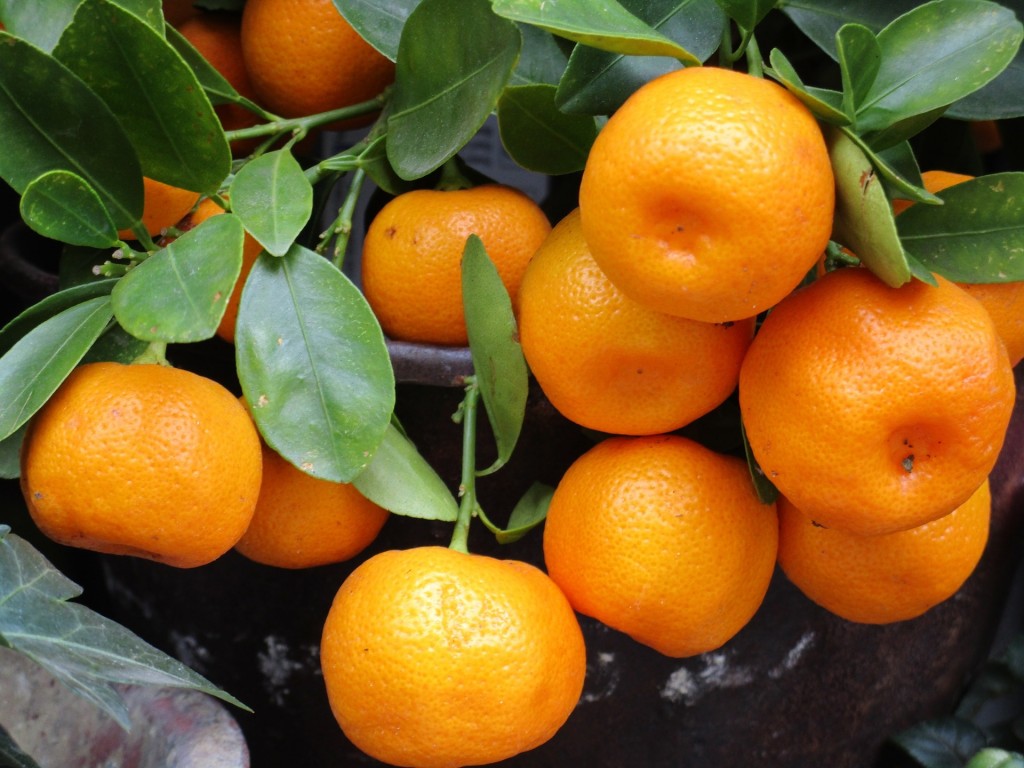 Branch of mandarins