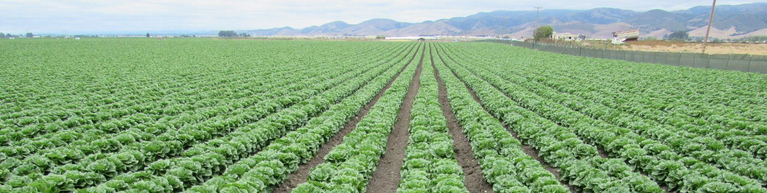 Field of crops