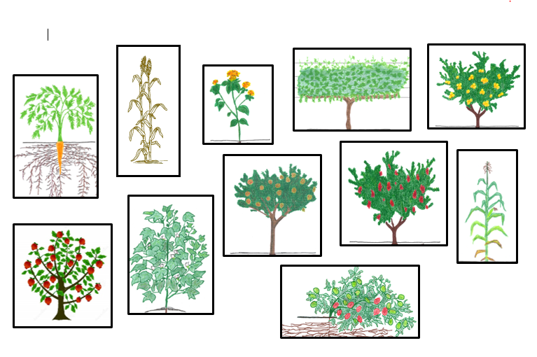 Drawings of the crops to be analyzed - carrot, sorghum, safflower, grape, peach, pomegranate, cotton, pistachio, plum, corn, and tomato.