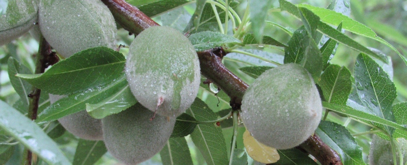 almond fruit growing on tree