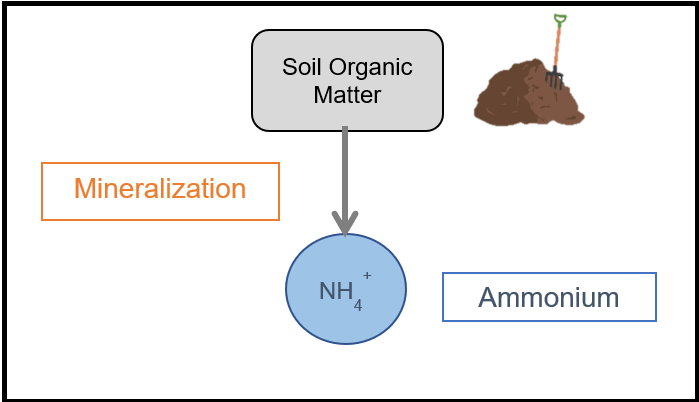 mineralization process