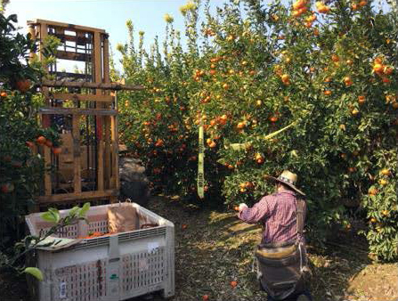 Man sampling nutrients in an orange grove