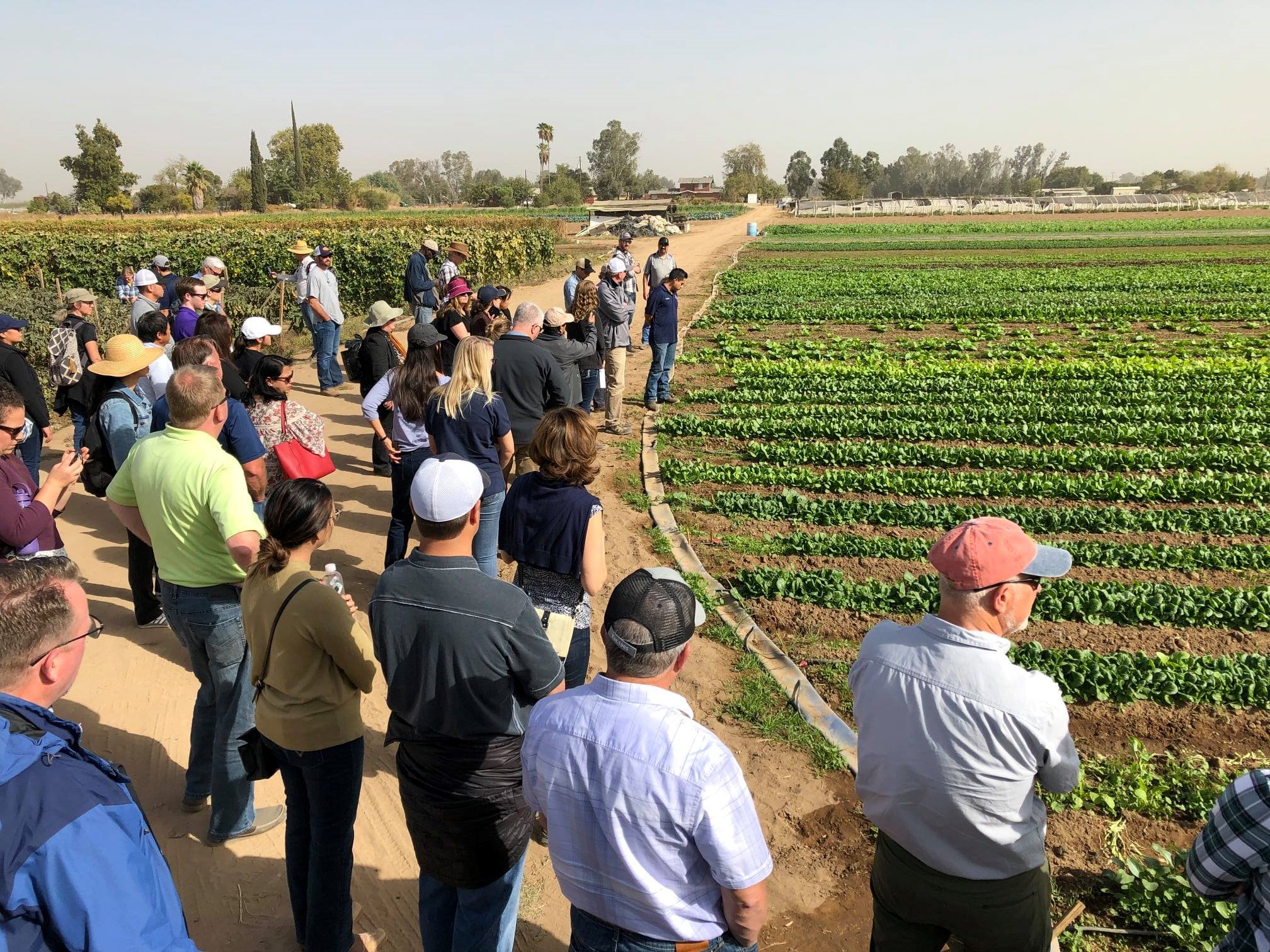Farm tour attendees looking at field of various leafy green vegetables.