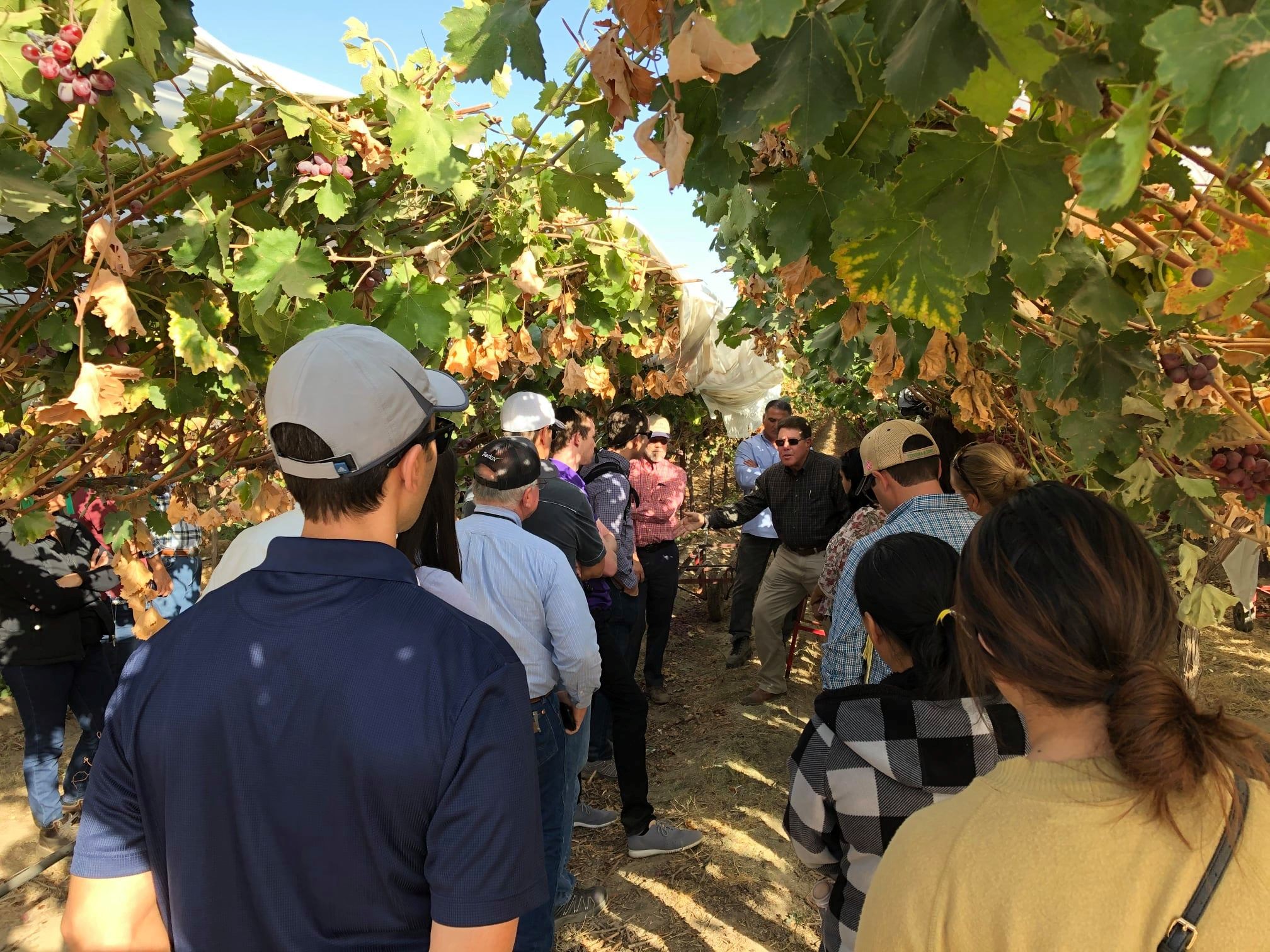 Farm tour guide speaking to attendees beneath grape vines in the field.