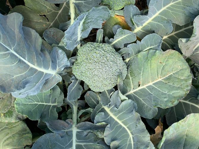 Broccoli head in field.