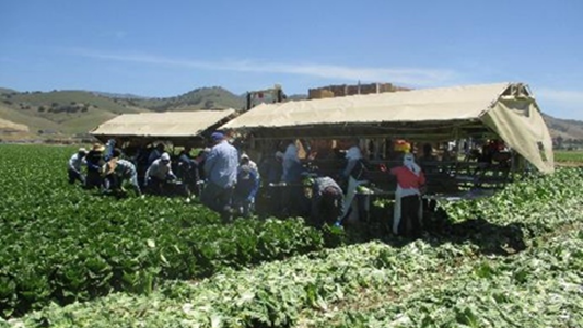 Crew harvesting a lettuce field.