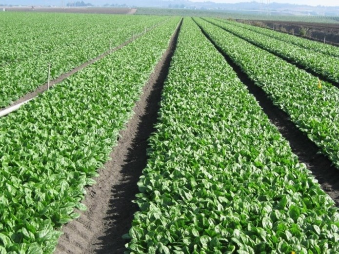 Rows of lettuce.